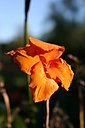 IMG_0661